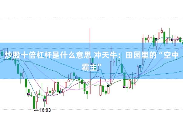 炒股十倍杠杆是什么意思 冲天牛：田园里的“空中霸主”